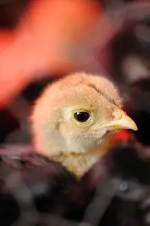 Heats: Head of a Chick in an incubator Normandie France