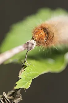 Lasiocampidae: Head close up of Oak eggar, (Lasiocampa quercus)