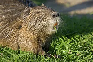 Nutria: Head of COYPU / Nutria feeding showing orange incisors