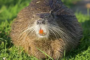Nutria: Head of COYPU / Nutria showing orange incisors