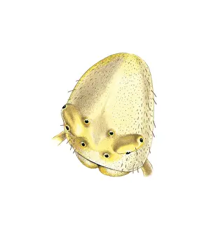 Miles Kelly Publishing: Head of a Crab Spider