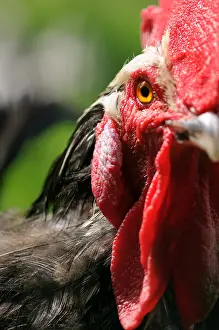 Cretes: Head and crest of a Gourney Cock watching France