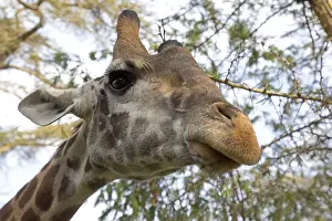Naivasha: Head of Eric a person-friendly giraffe at Elsamere