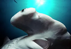 Sphyrna: Head, eye, and mouth of Juvenile Scalloped Hammerhead