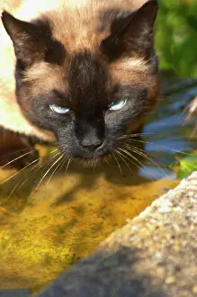 Whisker: The head face of a chocolate brown cat witha