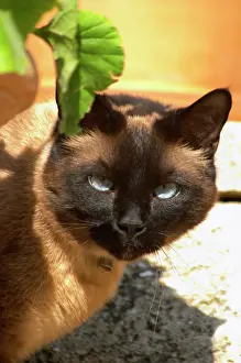 Whisker: The head face of a chocolate brown cat witha