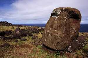 Moai: Head of fallen moai on Ahu Te Peu. Ahu is a ceremonial
