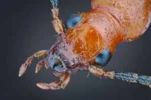 Mouthparts: Head of a false click beetle (Brachinus explodens)