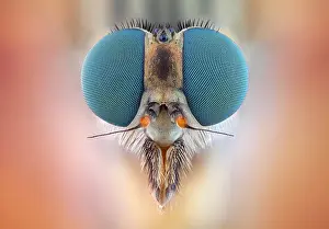 Studio Background: Head of a female snipe fly (Rhagio scolopaceus) with its