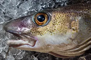 Northwestern: Head of a freshly caught Atlantic cod (Gadus morhua)