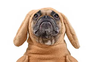 Decorated: Head of funny French Bulldog dog looking up dressed