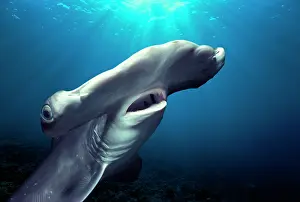 Sphyrna: Head and gills of Juvenile Scalloped Hammerhead