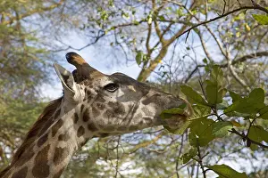 Naivasha: Head of giraffe Giraffa camelopardalis feeding on