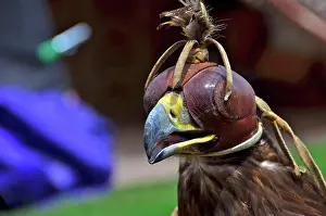 Falconry: Head of golden eagle with bonnet in falconry
