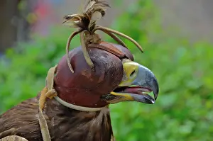 Falconry: Head of golden eagle with bonnet in falconry