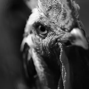 Shootings: Head of a Gourney Cock watching France