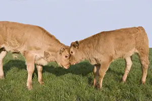 Confrontations: Head-headed calf Limousin France