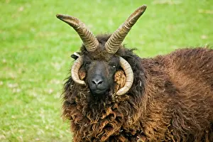 Kilda: Head of four horned Hebridian / St Kilda sheep