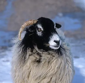 Cumbria: Ewe