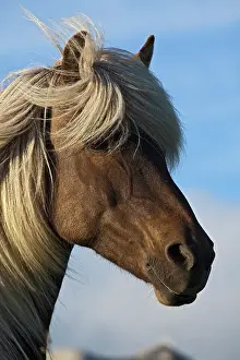 Away: Head of Icelandic horse, Iceland