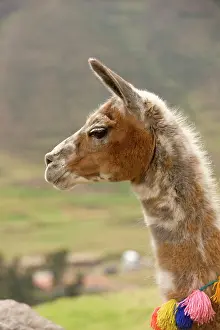 Lamas: Head of a Lama resting Peru