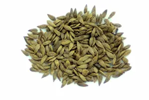 Lettuce: Head Lettuce Seeds