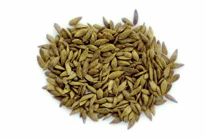 Lettuce: Head Lettuce Seeds