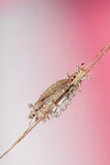 Lice: Head lice ( Pediculus humanus capitis ) clinging