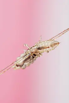 Lice: Head lices ( Pediculus humanus capitis ) clinging