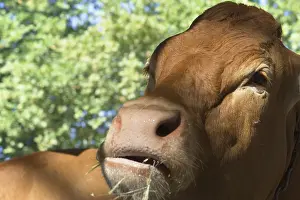 Beef: Head of a Limousin Ox Brive Limousin France