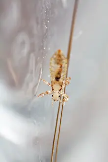 Lice: Head louse ( Pediculus humanus capitis ) clinging
