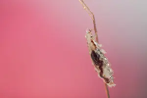 Lice: Head louse ( Pediculus humanus capitis ) clinging