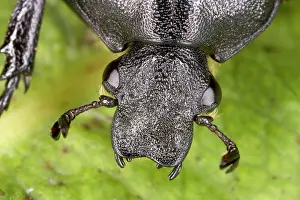 Chafer: Head of Oak Chafer in close-up - Extremely rare