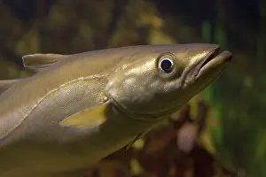 Pollack: Head of Pollack, a member of the cod family
