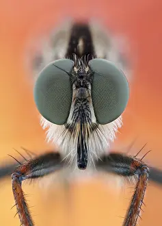 Focus: Head of a robber fly (Asilidae) with distinct compound
