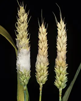 Mold: Head scab or ear blight