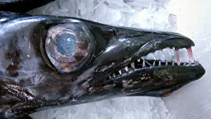 Commerical: Head of Scabbard Fish - Shot taken in Madeira's