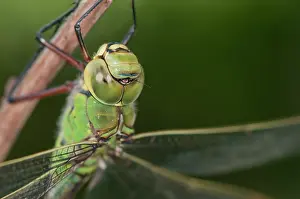Close Up: Head shot of an adult female of Emperor dragonfly (Anax imperator) resting on twig