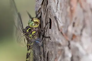 Bark: Head shot of an adult male of western spectre (Boyeria irene) resting on Pinus sp