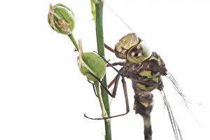 Close Up: Head shot of an adult male of western spectre (Boyeria irene) against a white background