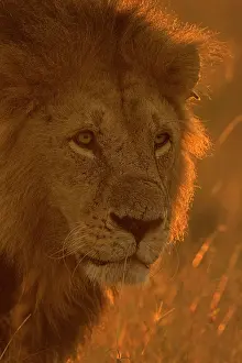 Shadow: Head shot of a backlit African male lion