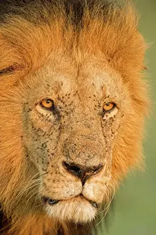 Narok: Head shot of a male lion in Masai Mara, Kenya, Africa