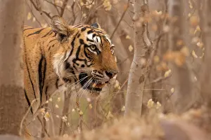 Madhopur: Head shot of a wild tiger (Panthera tigris tigris)