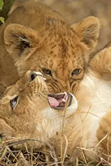 Narok: Head shot of wo lion cubs playing with each other