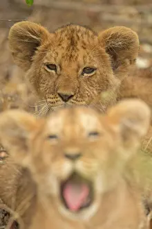 Narok: Head shots of two African lion cubs in Masai Mara