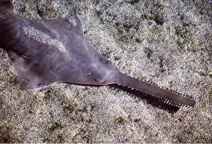 Sawfish: HEAD OF SMALL-TOOTHED SAWFISH