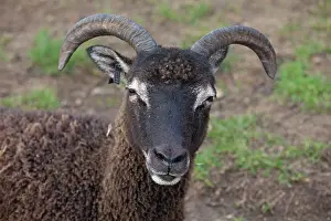 Soay: Head of Soay sheep