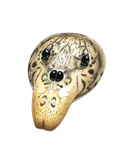 Miles Kelly Publishing: Head of a Spitting Spider