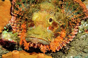 Moluccan: Head and spread pectoral fins of Bearded Scorpionfish