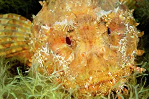 Pectoral: Head and spread pectoral fins of Greater Red Scorpionfish